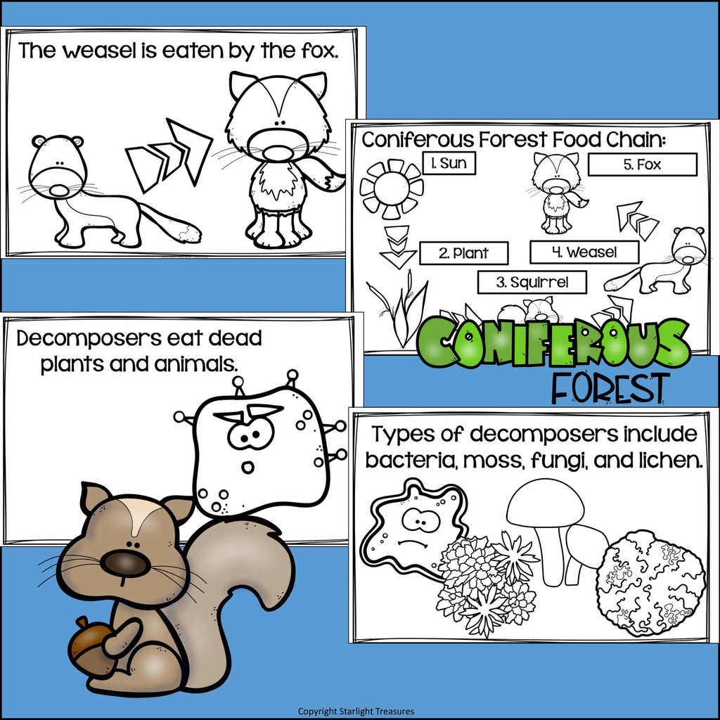 Coniferous Forest Food Chain Mini Book