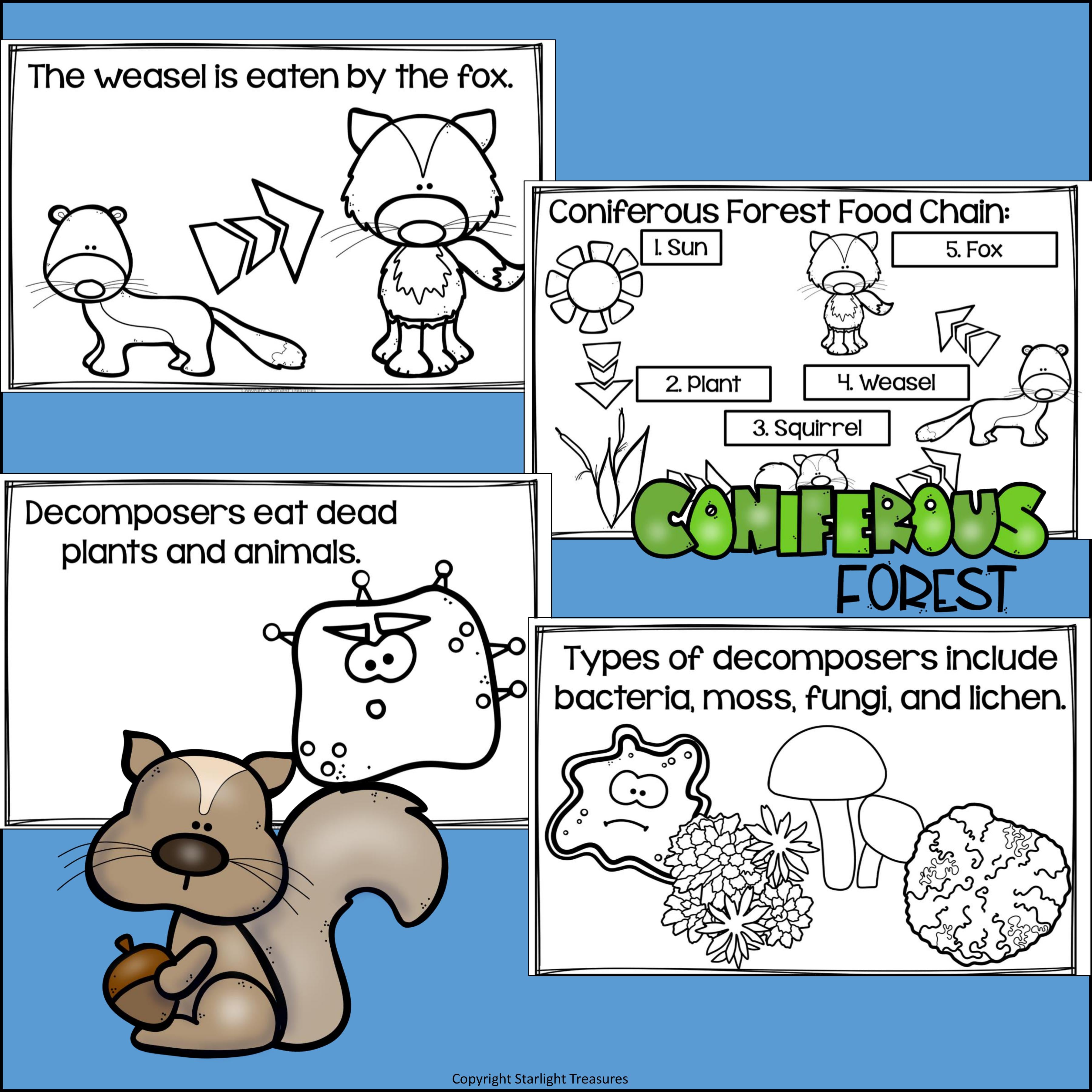 Coniferous Forest Food Chain Mini Book