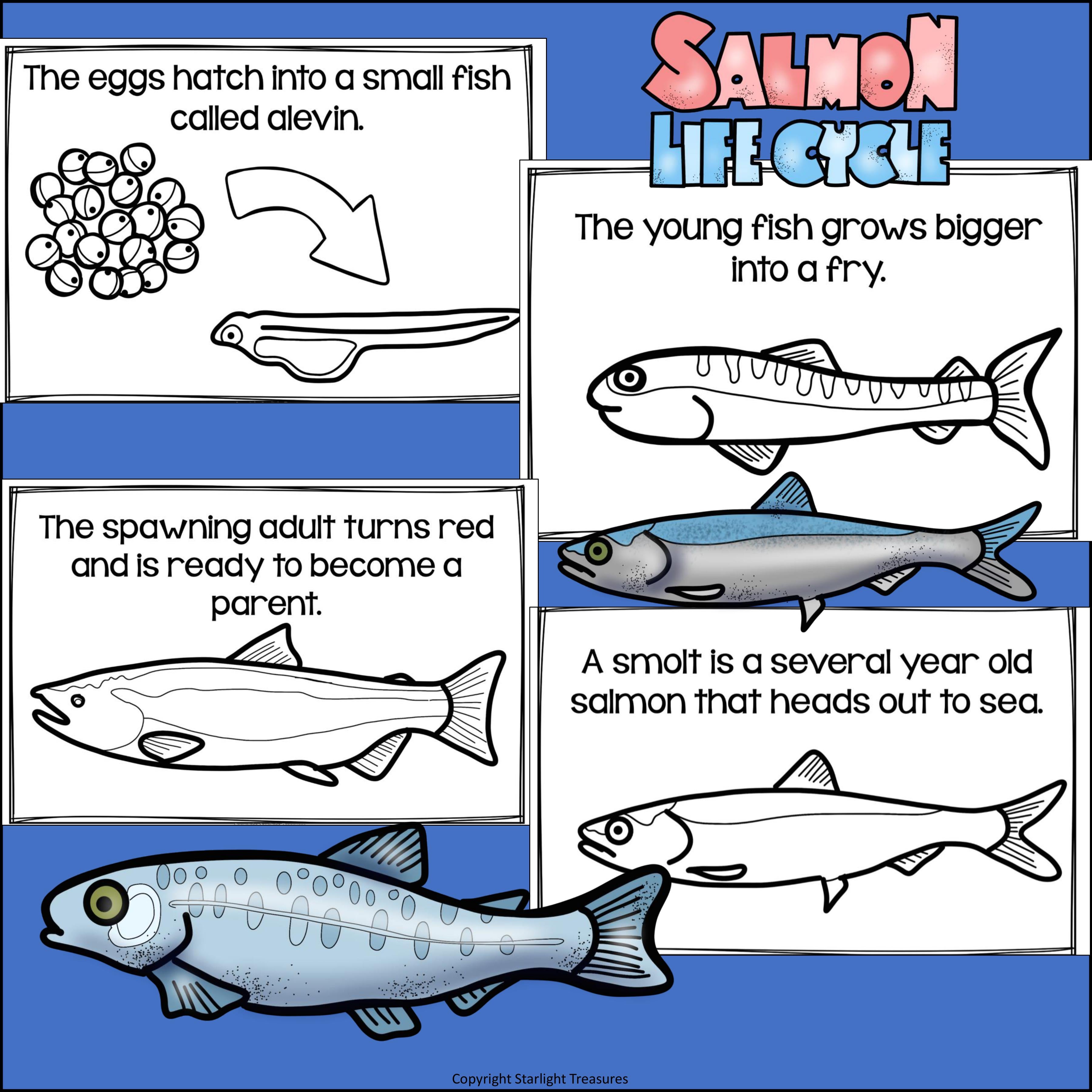 Salmon Mini Book for Early Readers