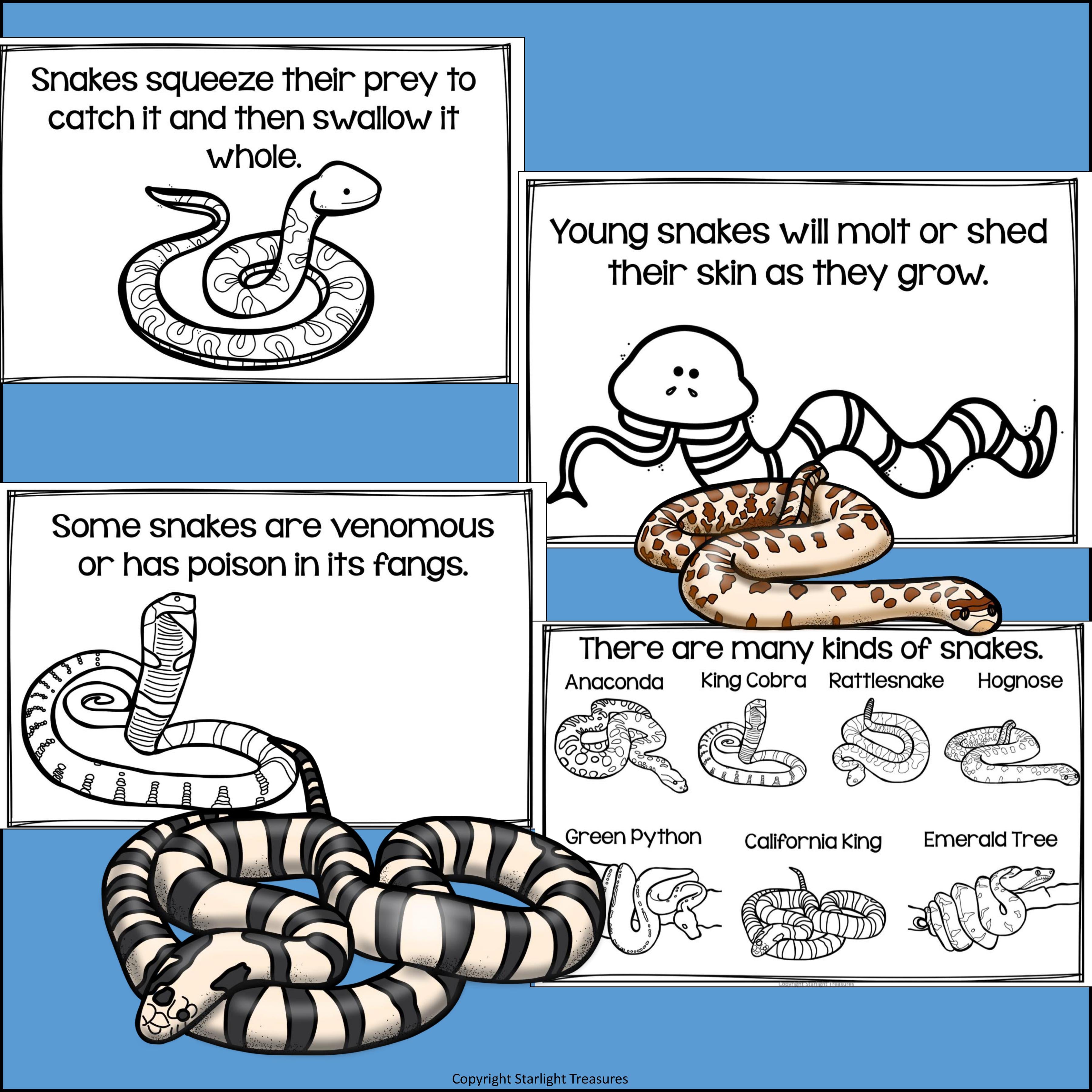 Snakes Mini Book for Early Readers