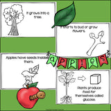 Apples Mini Book for Early Readers