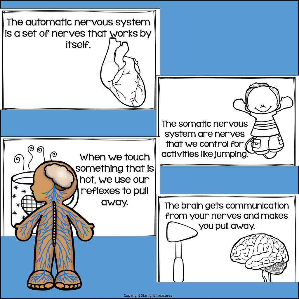 Human Body Systems: Nervous System Mini Book for Early Readers