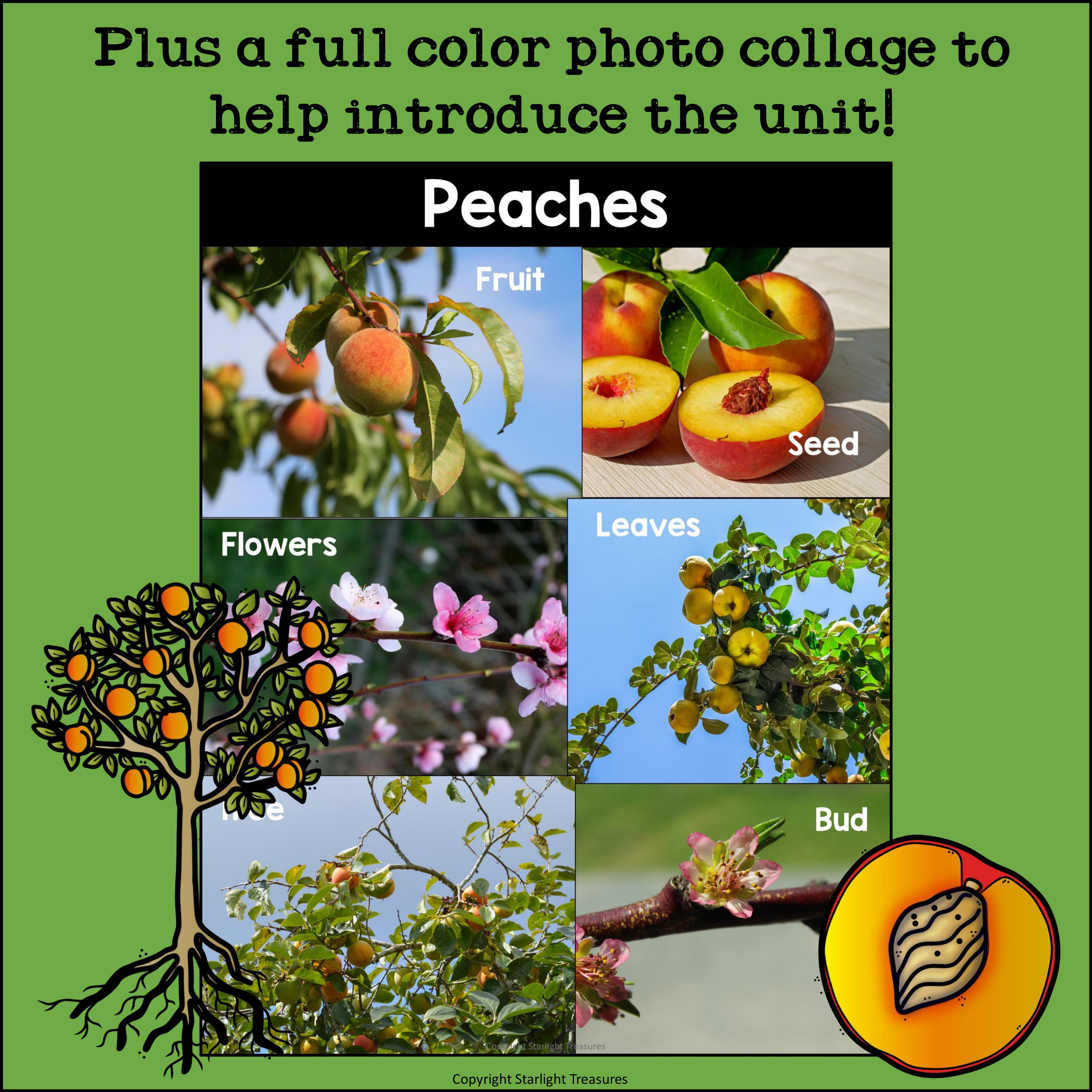 Peach Mini Book for Early Readers