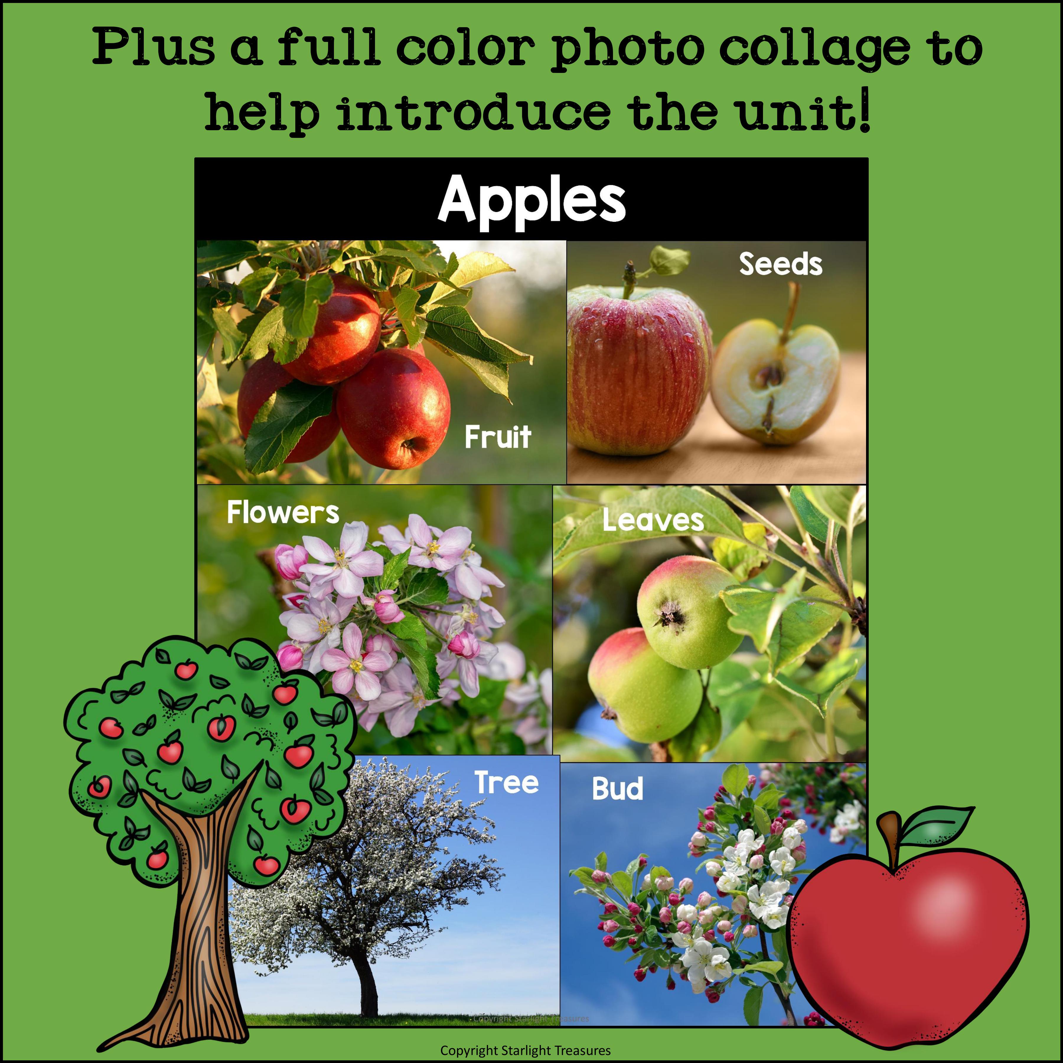 Apples Mini Book for Early Readers