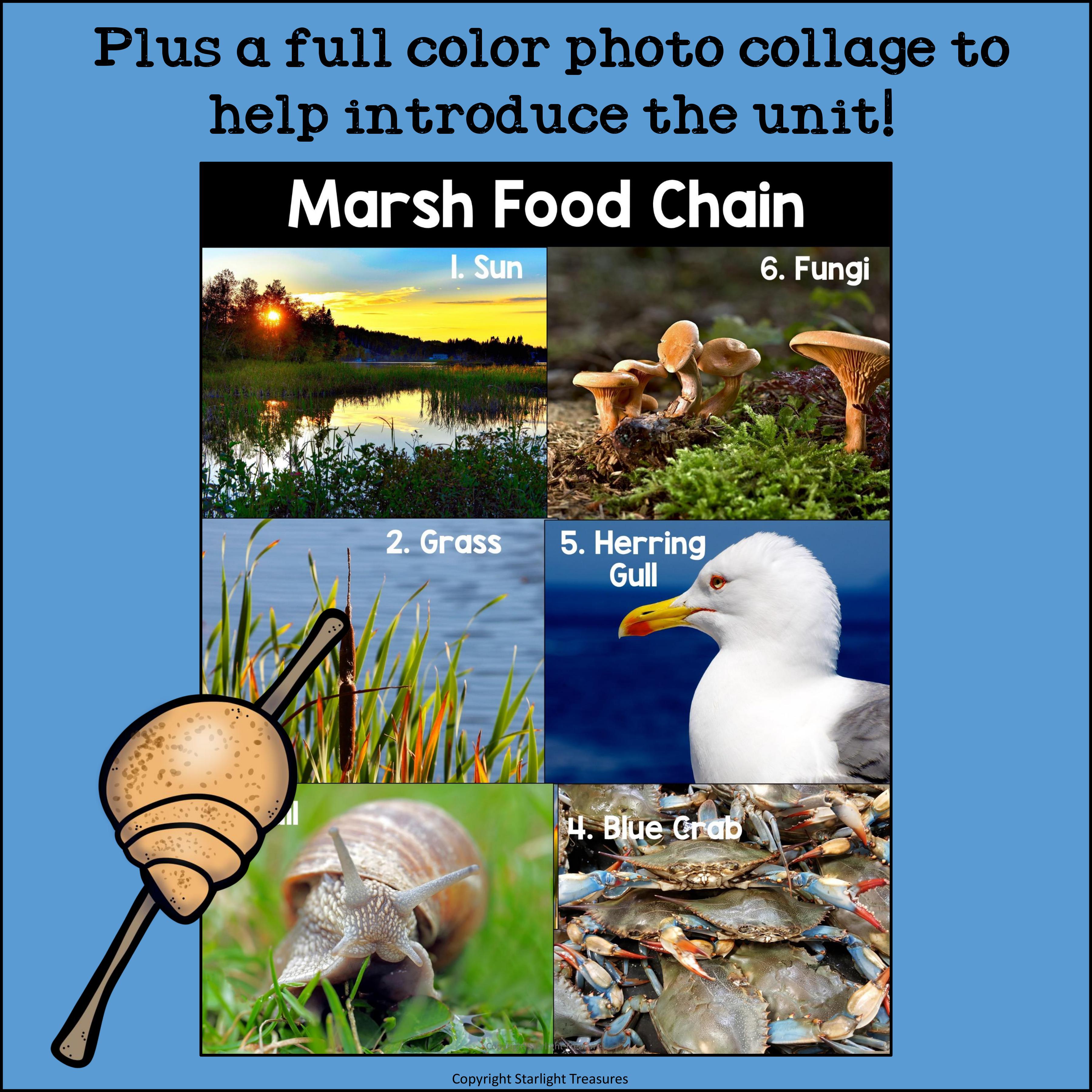Marsh Food Chain Mini Book for Early Readers - Food Chains