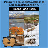 Tundra Food Chain Mini Book for Early Readers - Food Chains