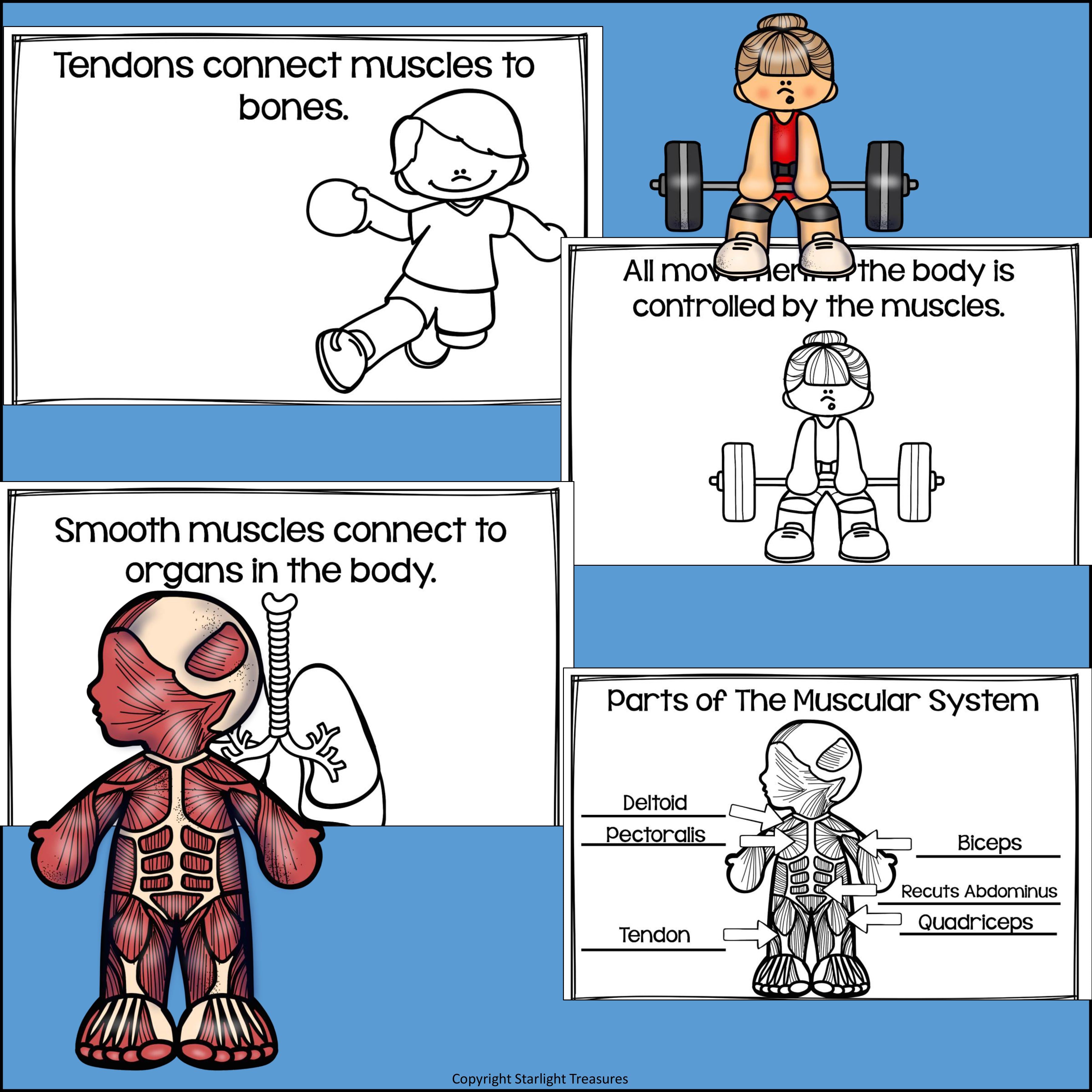 Human Body Systems: Muscular System Mini Book for Early Readers
