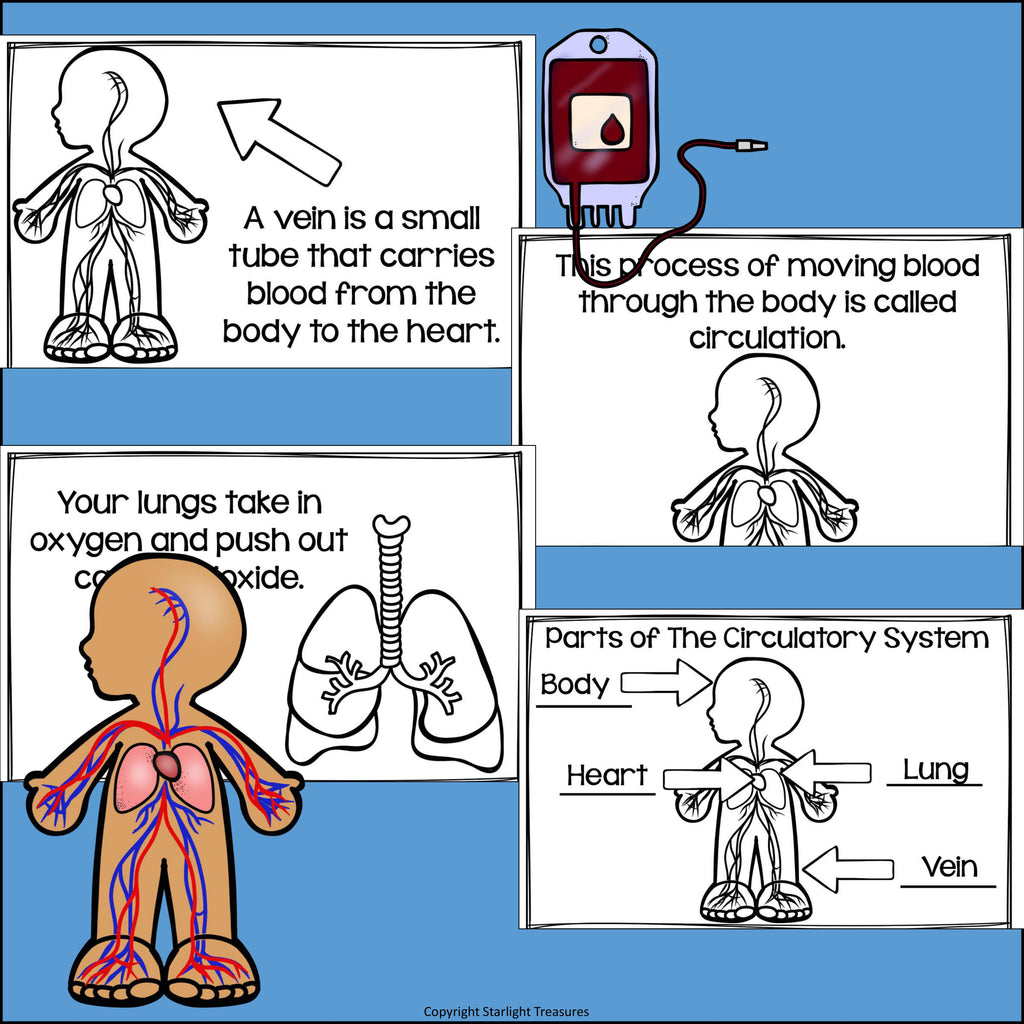 Human Body Systems: Circulatory System Mini Book for Early Readers
