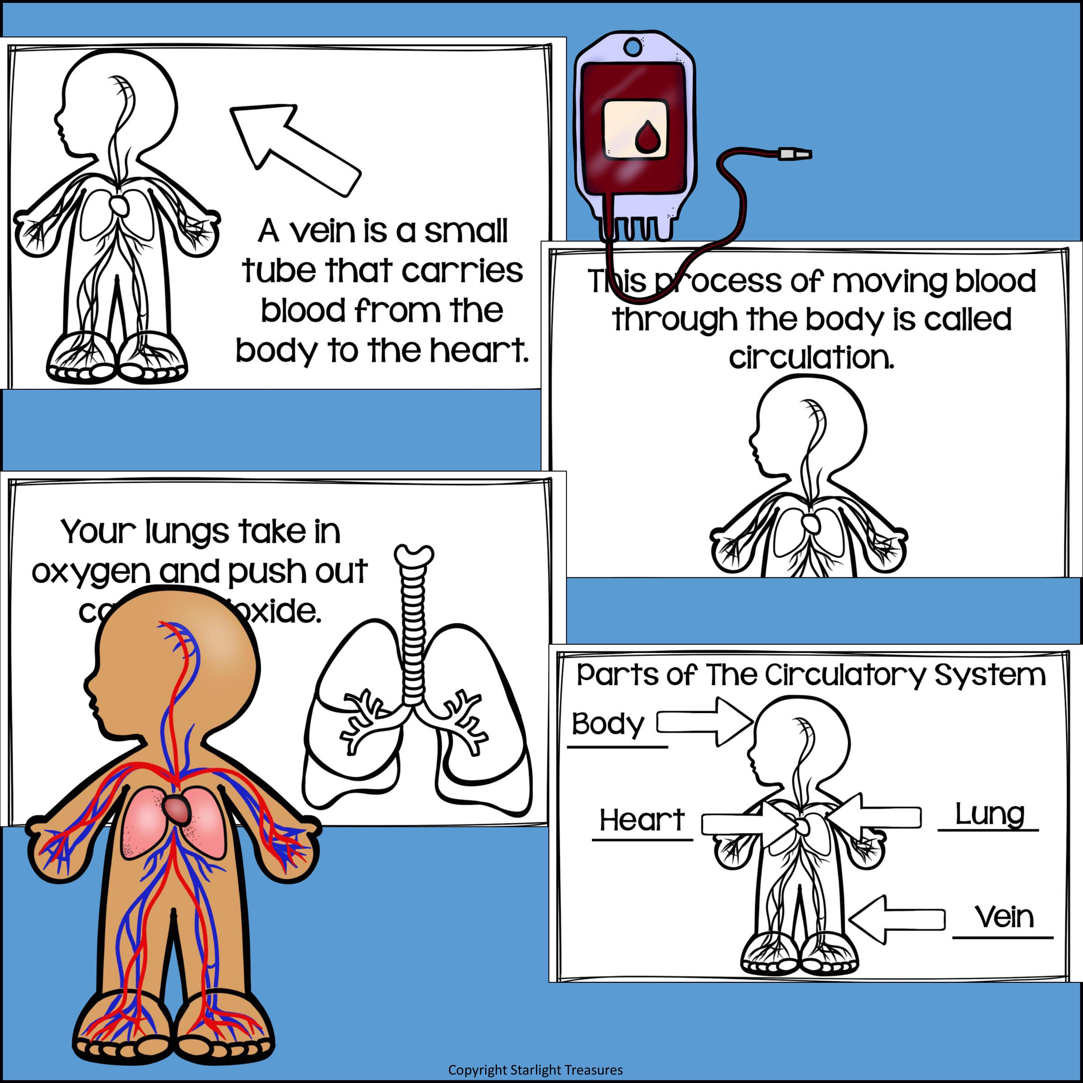 Human Body Systems: Circulatory System Mini Book for Early Readers
