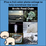Arctic Food Chain Mini Book for Early Reader