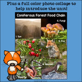 Coniferous Forest Food Chain Mini Book