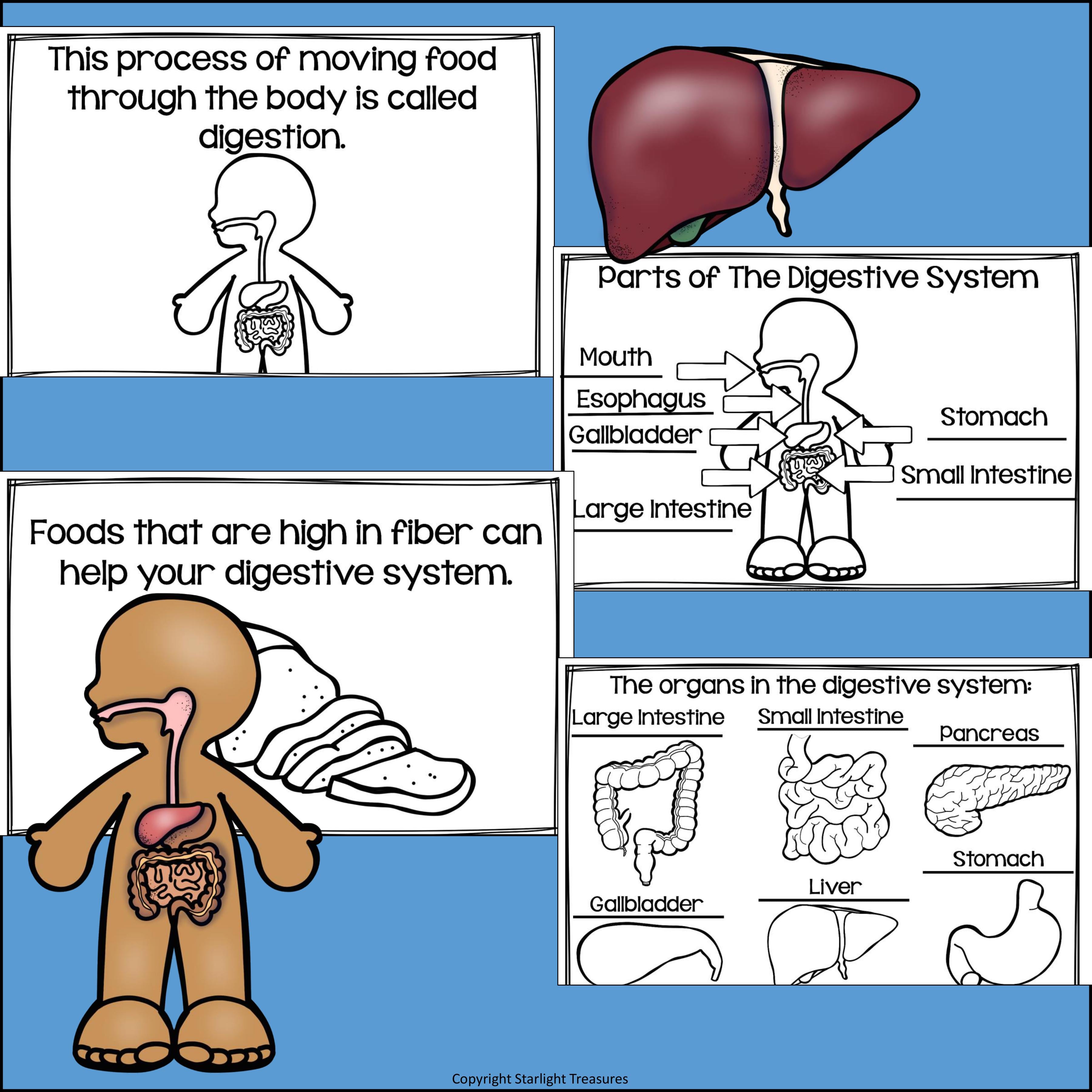 Human Body Systems: Digestive System Mini Book for Early Readers