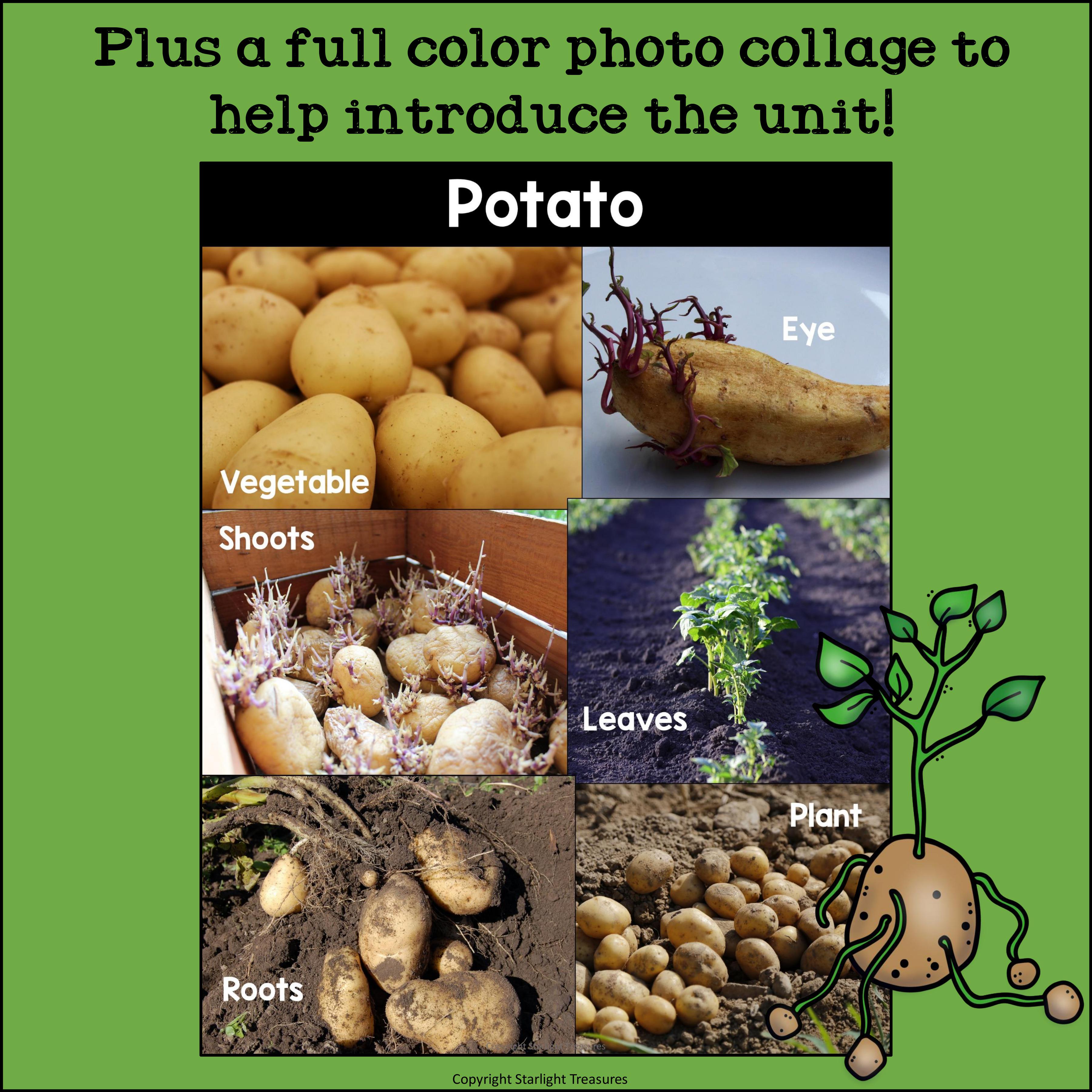 Potato Mini Book for Early Readers