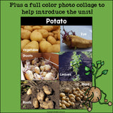 Potato Mini Book for Early Readers