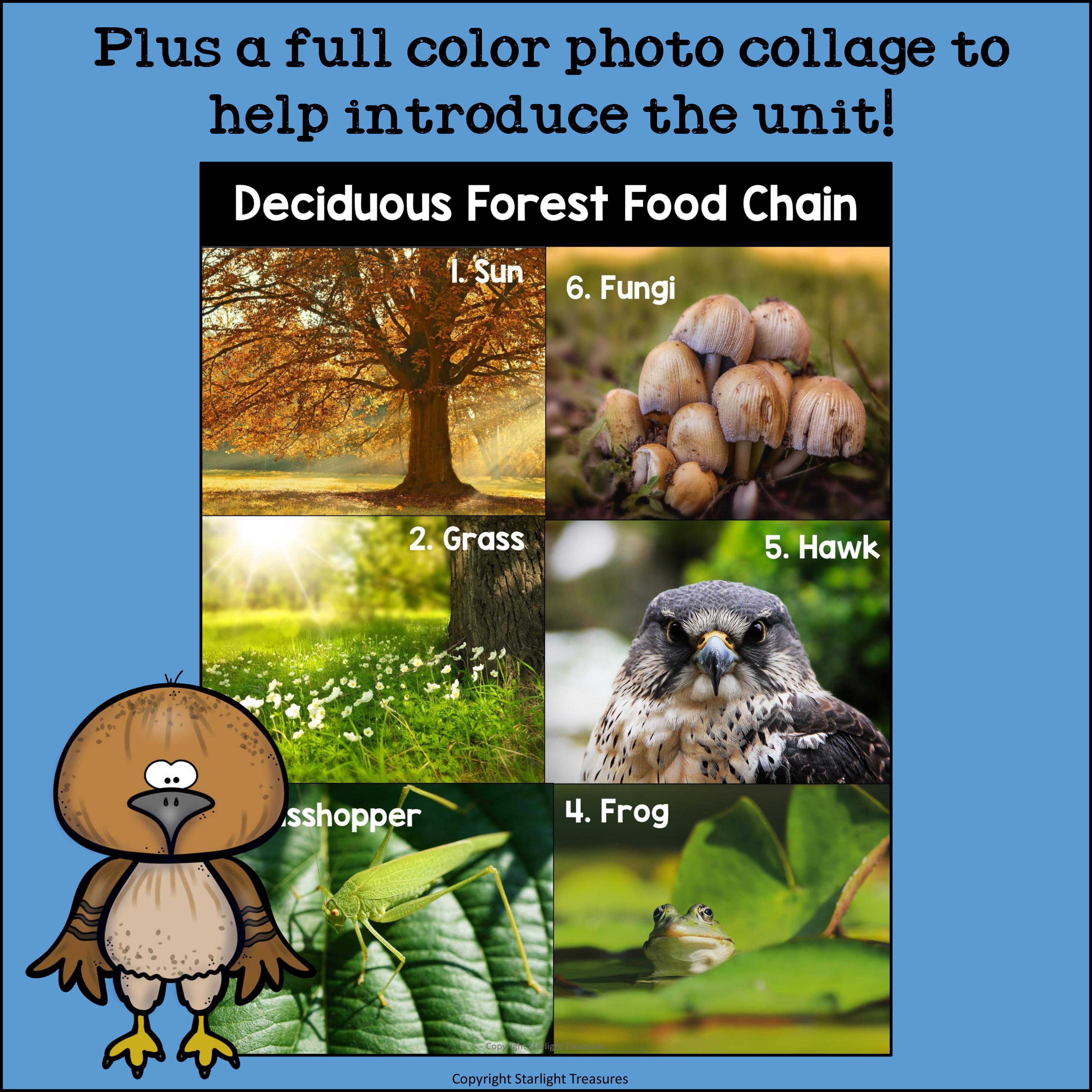 Deciduous Forest Food Chain Mini Book for Early Readers - Food Chains
