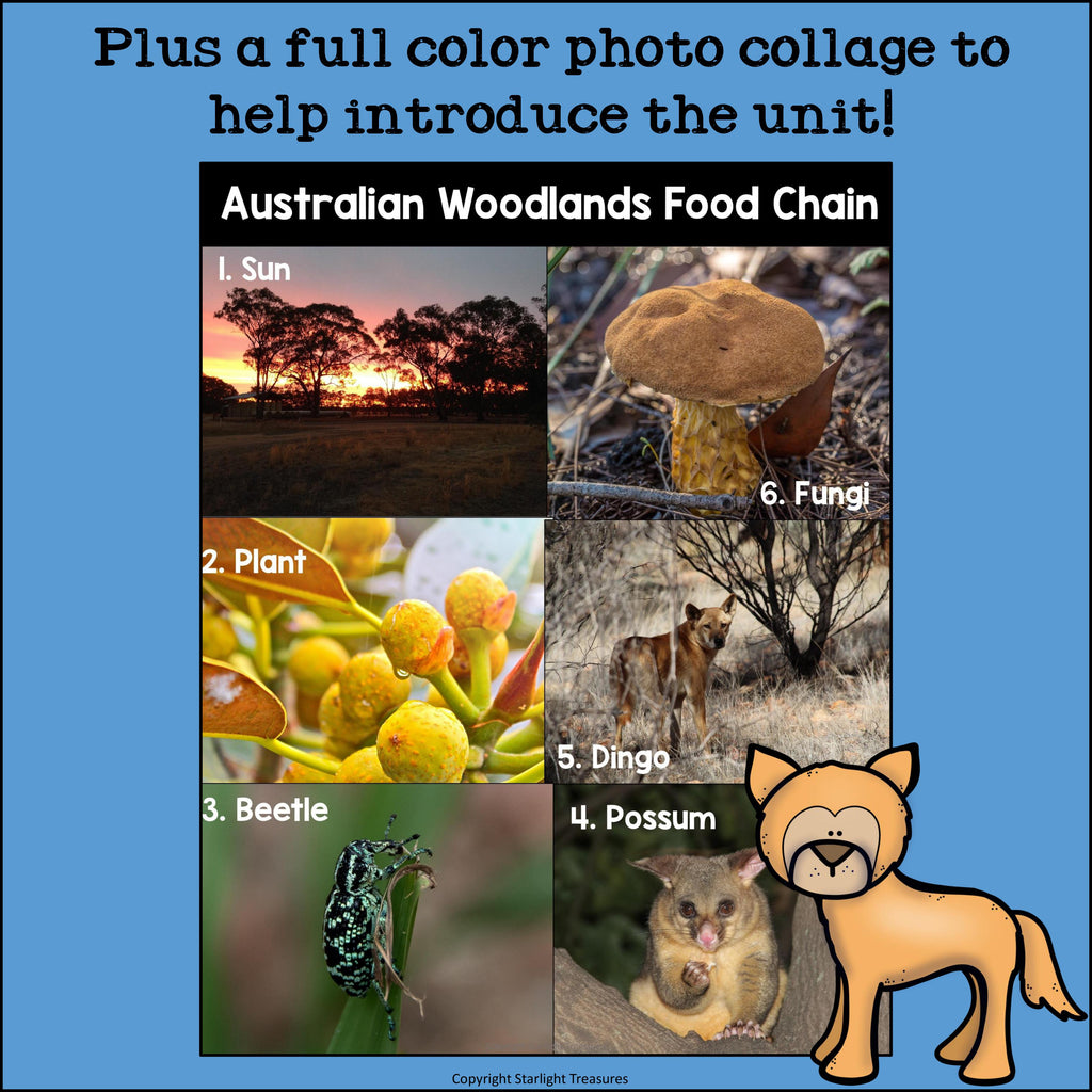 Australian Woodlands Chain Mini Book for Early Readers - Food Chains