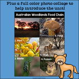 Australian Woodlands Chain Mini Book for Early Readers - Food Chains