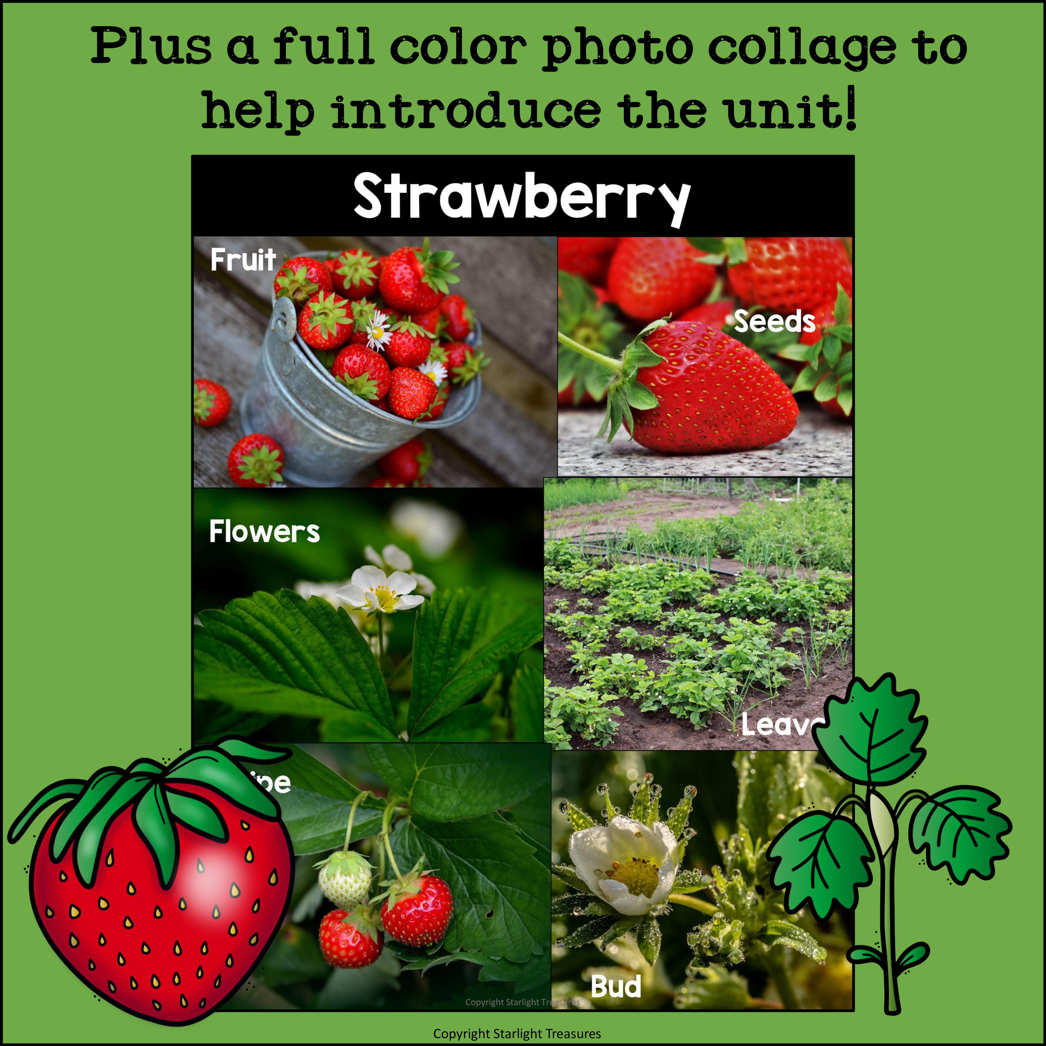 Strawberry Mini Book for Early Readers