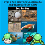 Sea Turtles Mini Book for Early Readers