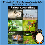 Animal Adaptations Mini Book for Early Readers