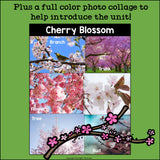 Cherry Blossom Mini Book for Early Readers