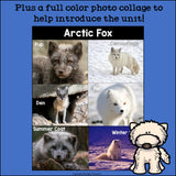 Arctic Fox Mini Book for Early Readers