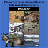 Reindeer Mini Book for Early Readers