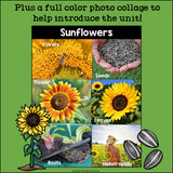 Sunflowers Mini Book for Early Readers