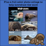 Walruses Mini Book for Early Readers - Walrus