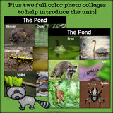 The Pond Mini Book for Early Readers: Pond Animals