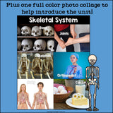 Human Body Systems: Skeletal System Mini Book for Early Readers