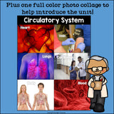 Human Body Systems: Circulatory System Mini Book for Early Readers