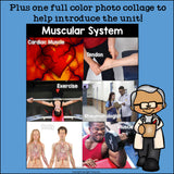 Human Body Systems: Muscular System Mini Book for Early Readers