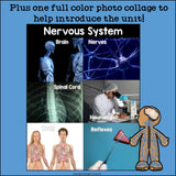 Human Body Systems: Nervous System Mini Book for Early Readers