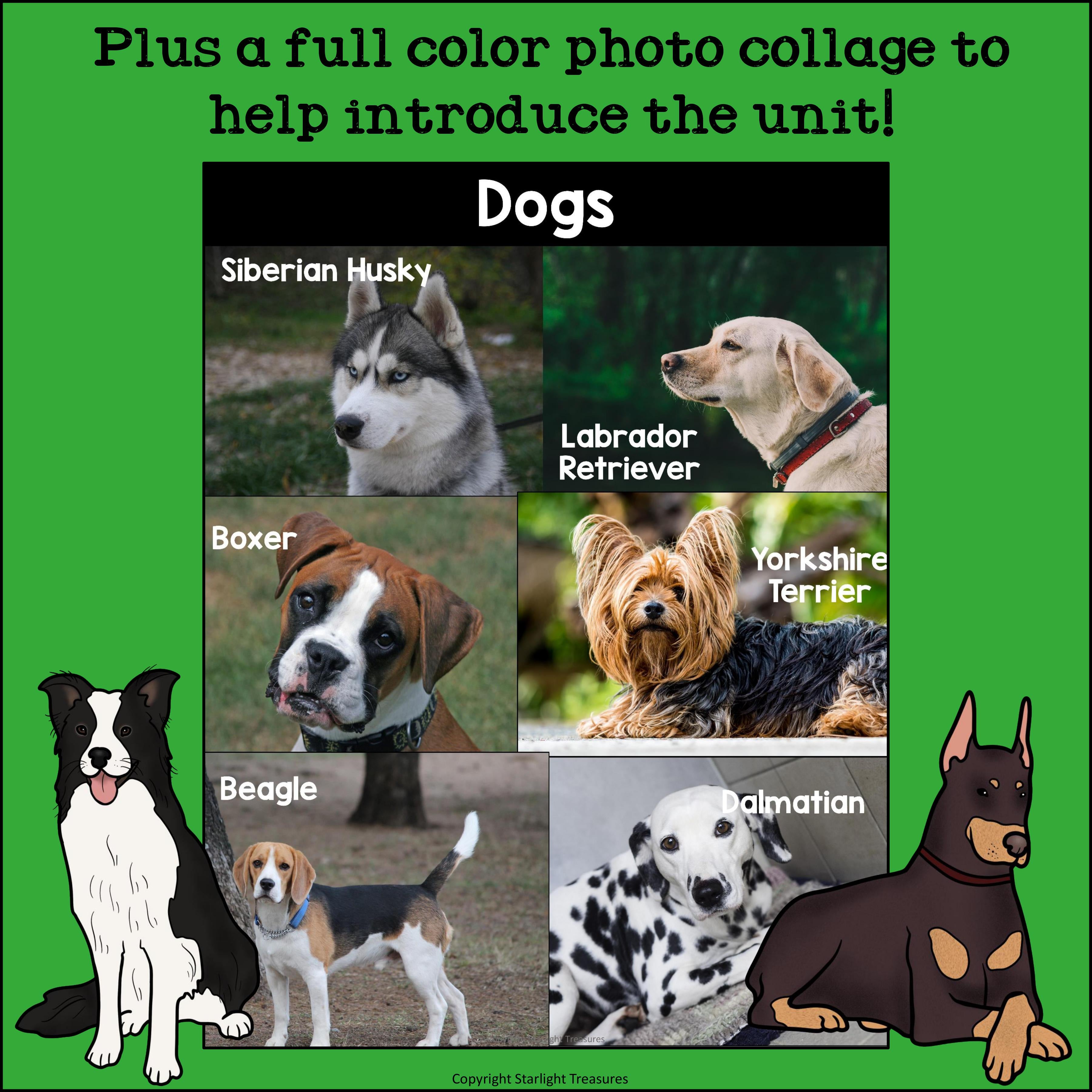 Dogs Mini Book for Early Readers